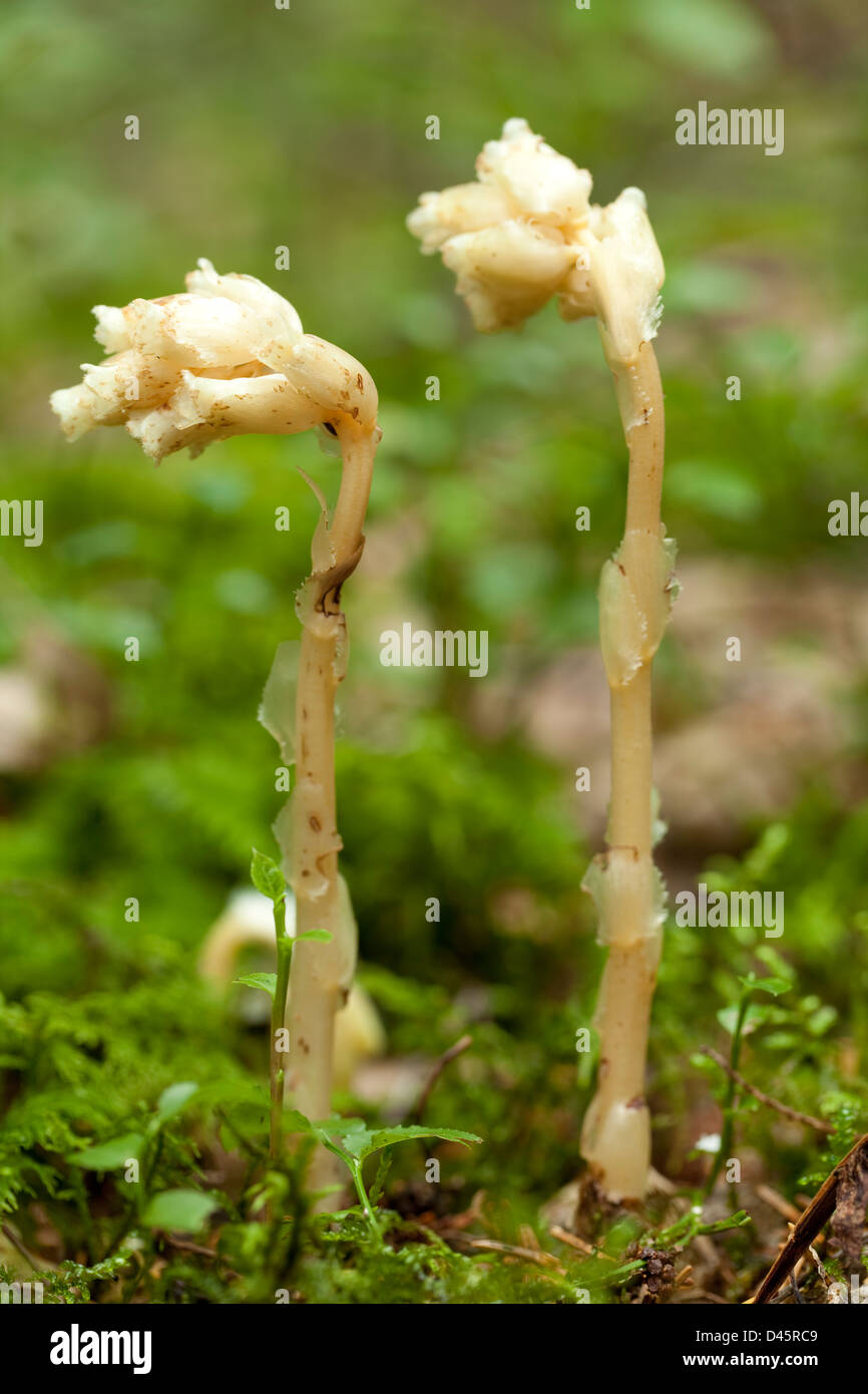 forest flower pinesap (Monotropa hipopitys) in forest Stock Photo