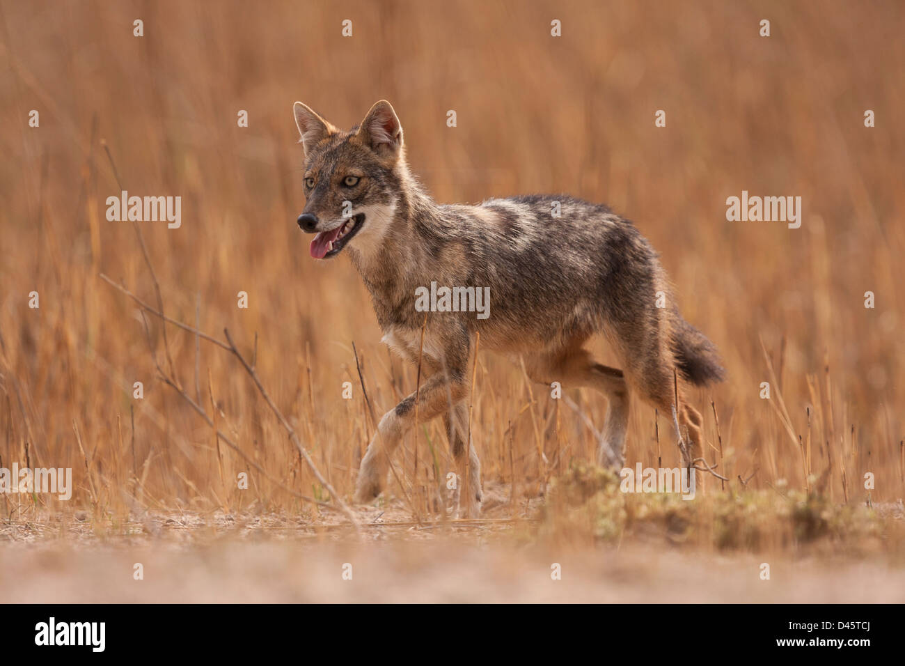 The jackal in a grassland moving intently towards its prey in Bandhavgarh Tiger Reserve, India Stock Photo