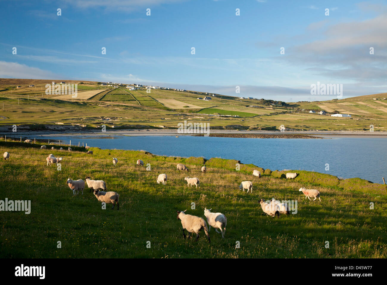 Coastal sheep and fields, Carrowteige, County Mayo, Ireland. Stock Photo