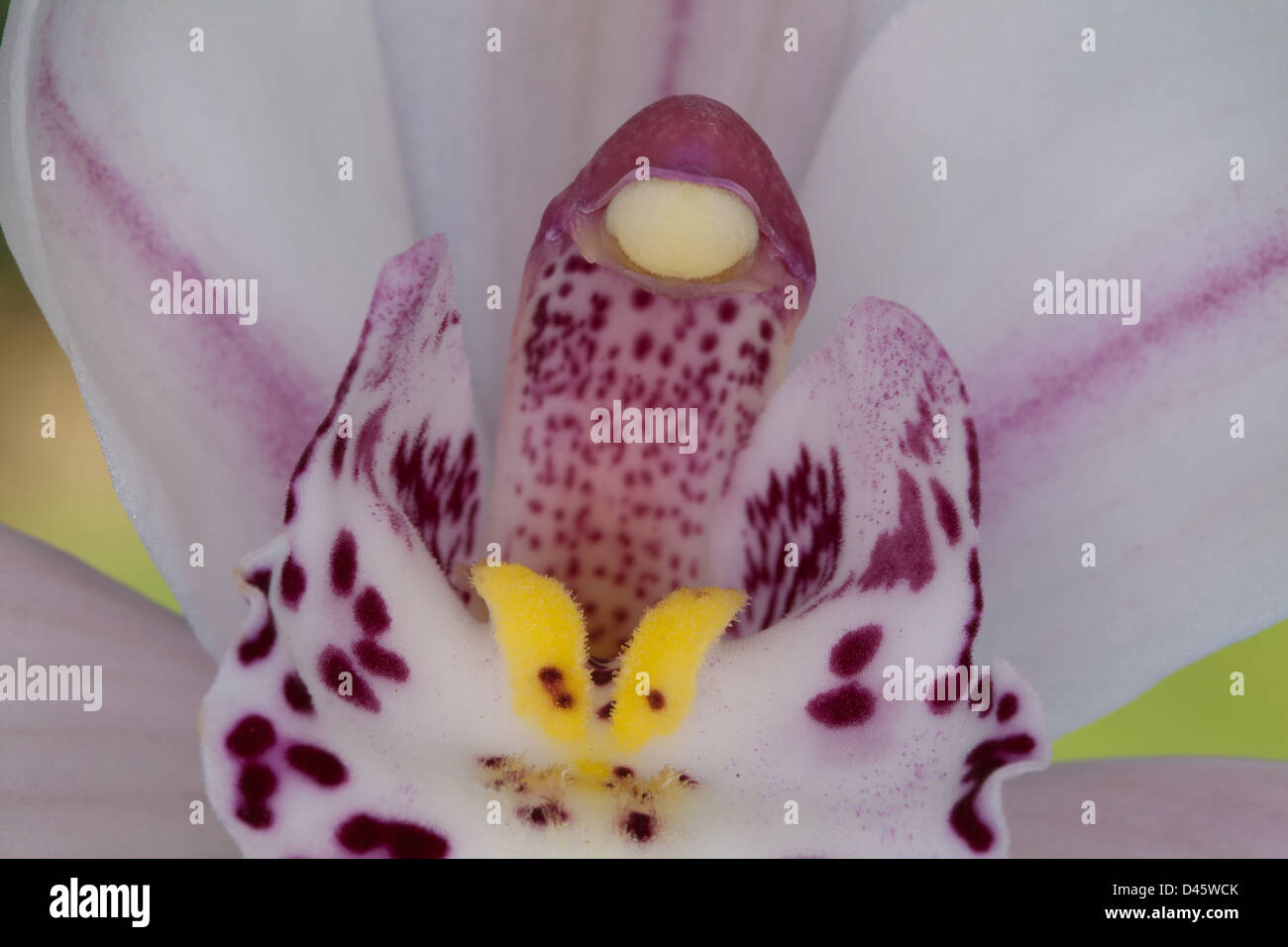 White orchid pink stamens hi-res stock photography and images - Alamy