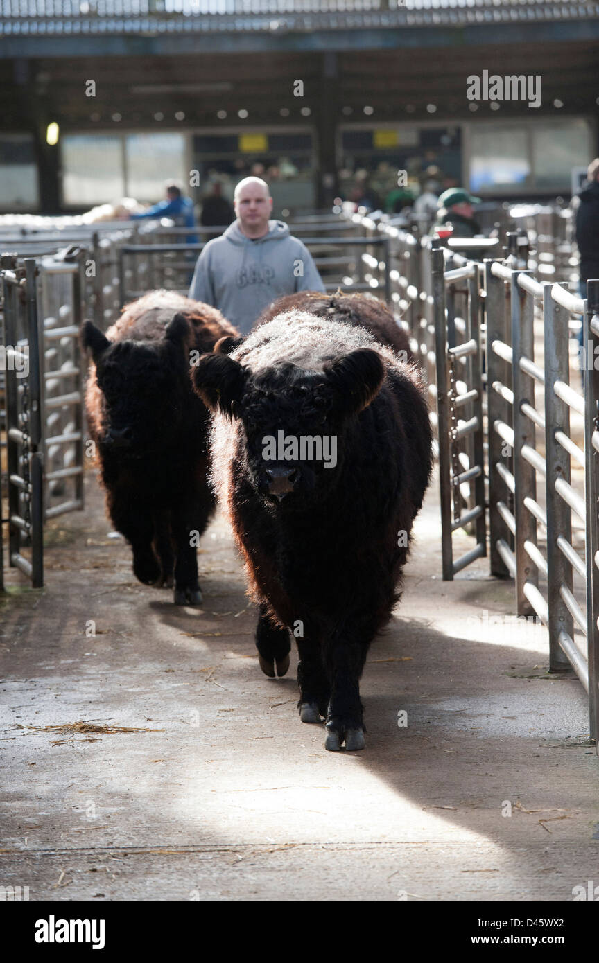 Buyer walking newly purchased Galloway cattle down auction mart alley
