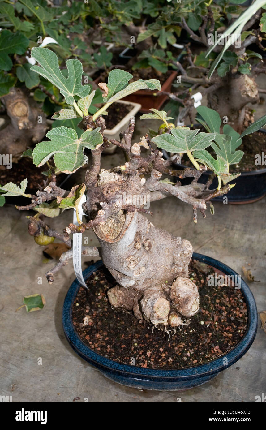Ficus Carica bonsai Stock Photo