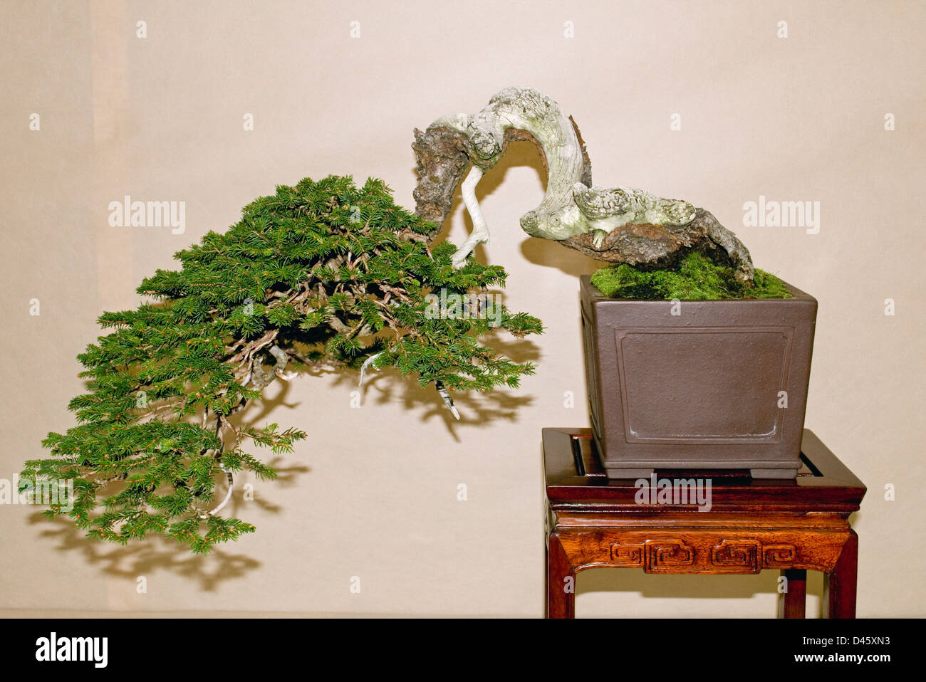 Picea Excelsa or Picea abies (Norway spruce) bonsai Stock Photo