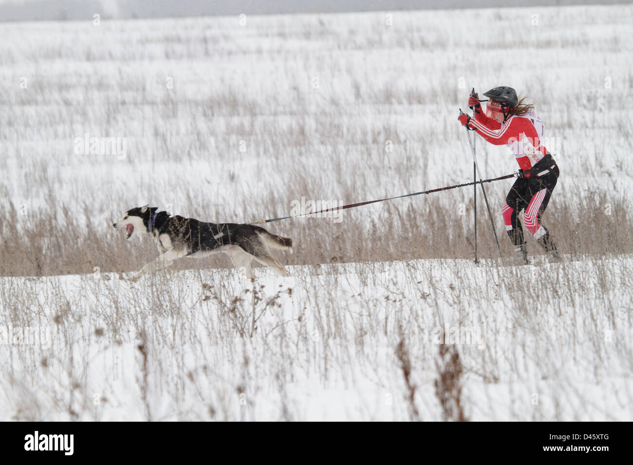 March 2, 2013 - Russia - March 02,2013. Pictured: Skijoring in Tula region of Russia. Skijoring is a winter sport where a person on skis is pulled by a horse, a dog or a motor vehicle. (Credit Image: © PhotoXpress/ZUMAPRESS.com) Stock Photo