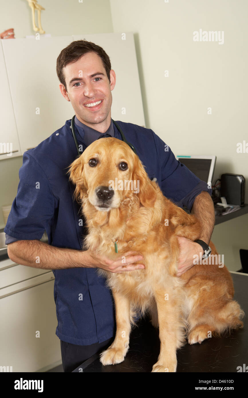Male Veterinary Surgeon Holding Dog In Surgery Stock Photo