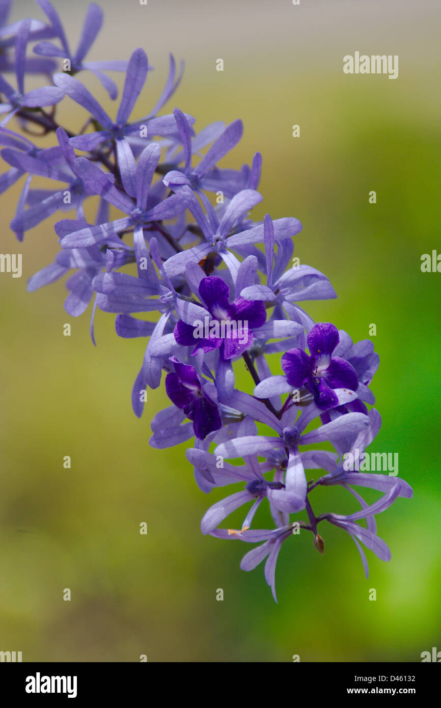 Hanging purple tropical flowers hi-res stock photography and images - Alamy
