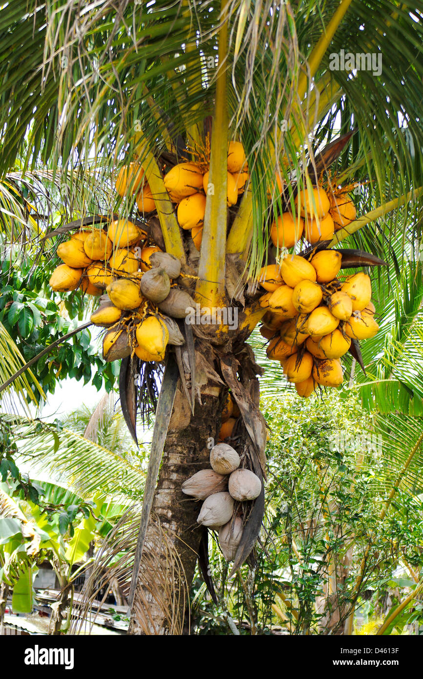 Tropical Fruit Trees Stock Photos & Tropical Fruit Trees Stock Images ...