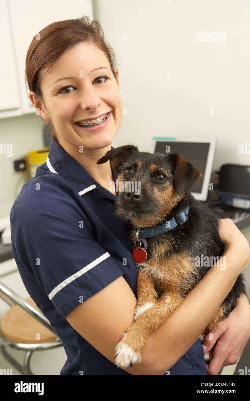 Female Veterinary Surgeon Holding Dog In Surgery Stock Photo
