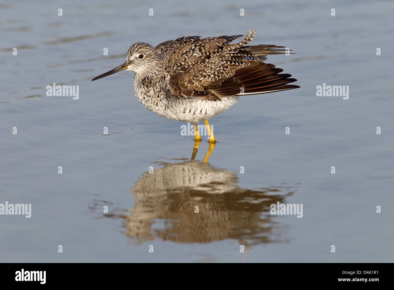 Lesser Yellowlegs shaking feathers after preening Stock Photo