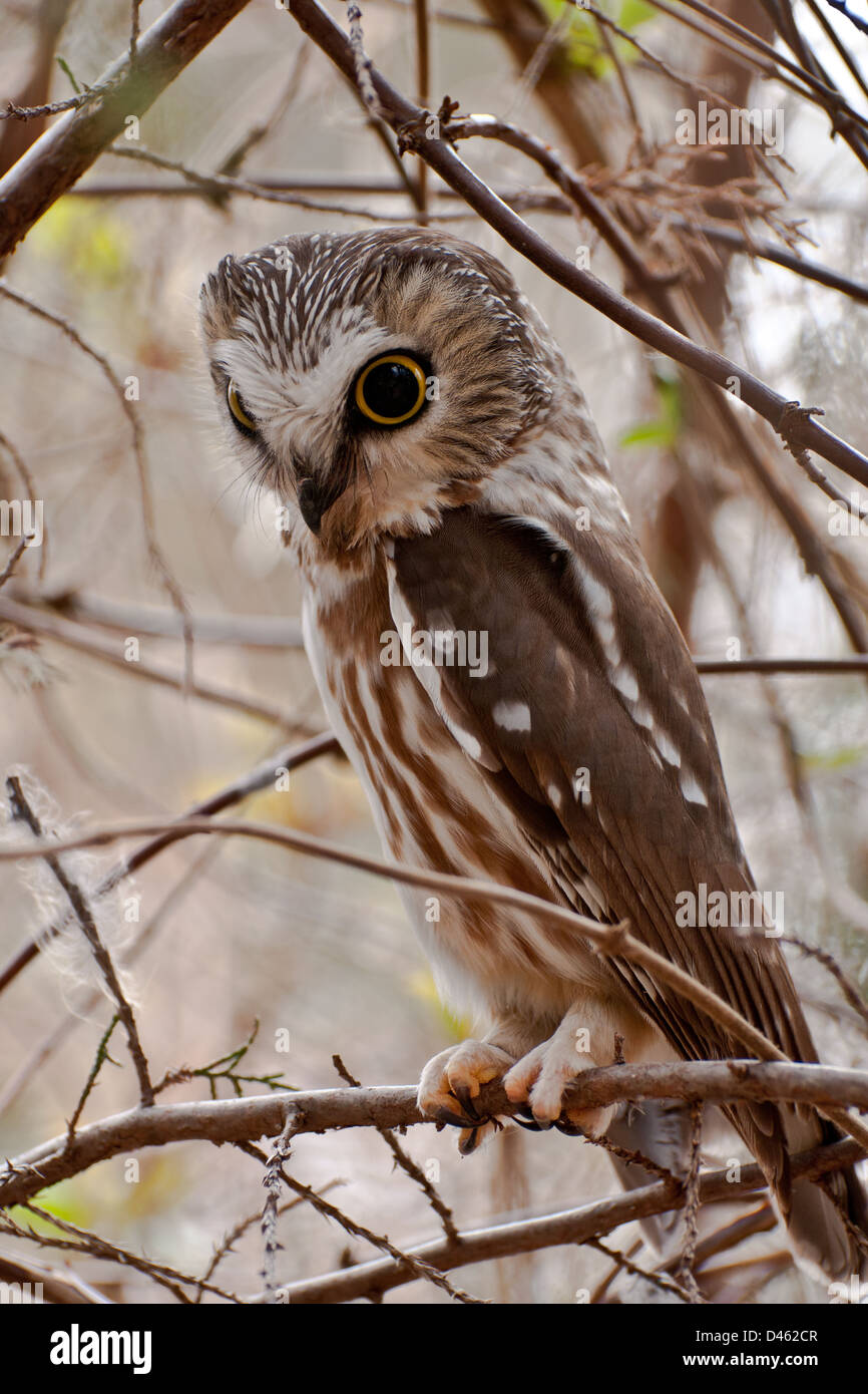Northern Saw-whet Owl Stock Photo