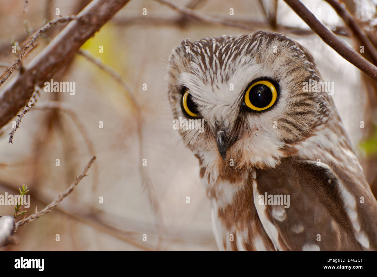 Northern Saw-whet Owl Stock Photo