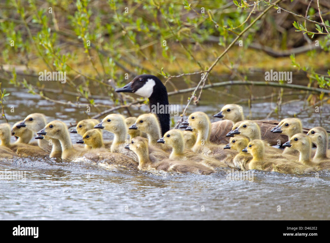 Canada Goose Branta canadensis Klamath Falls, Oregon, United States 8 May Adult & Immatures Anatidae Stock Photo