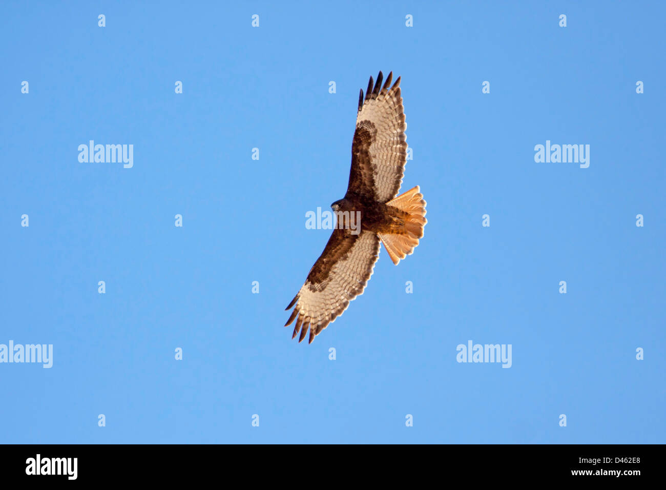 Red-tailed Hawk Buteo jamaicensis Red Rock, Pinal County, Arizona, United States 27 February Adult Rufous morph Accipitridae Stock Photo