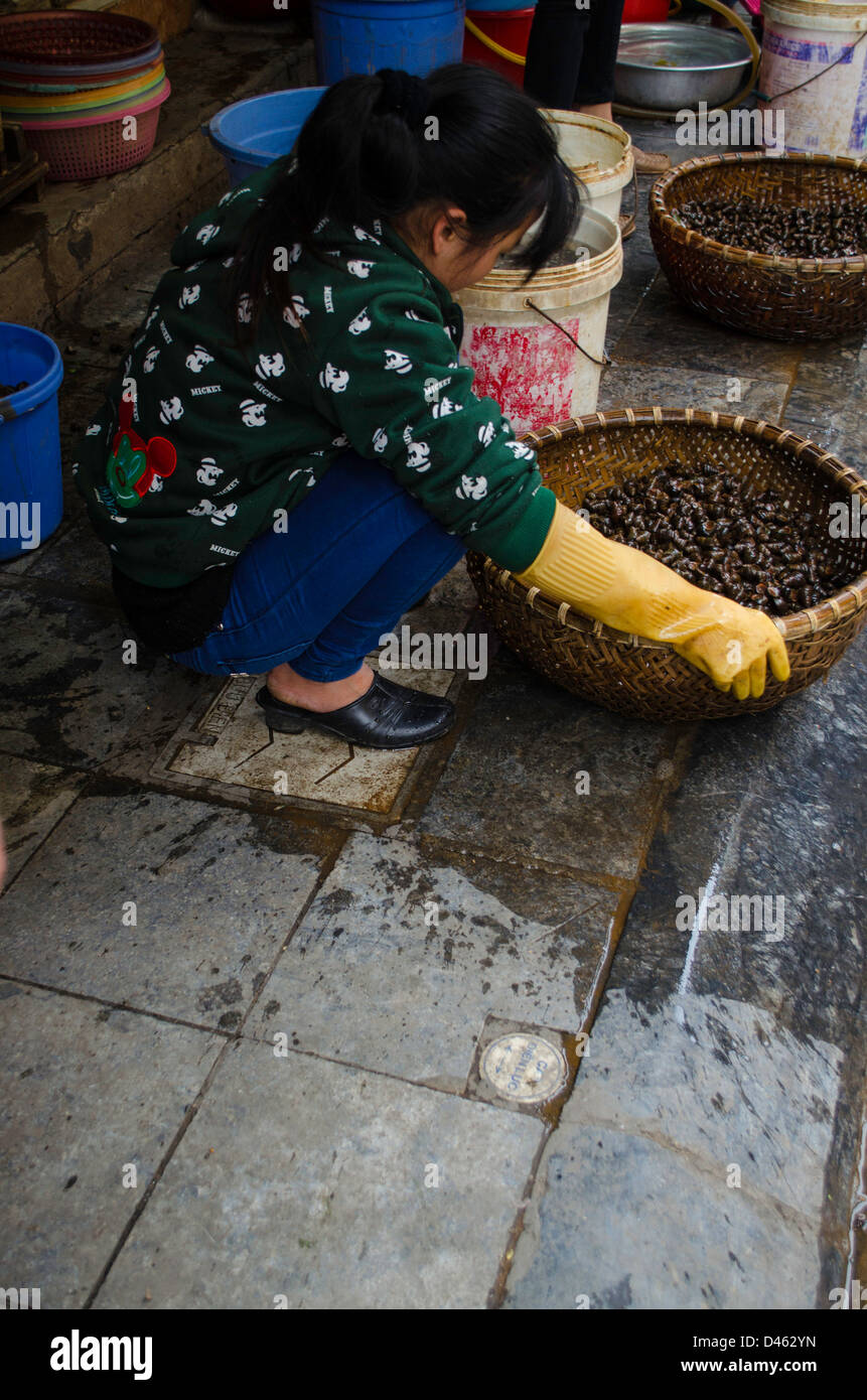 Woman cleaning periwinkles on the street in Hanoi Vietnam Stock Photo