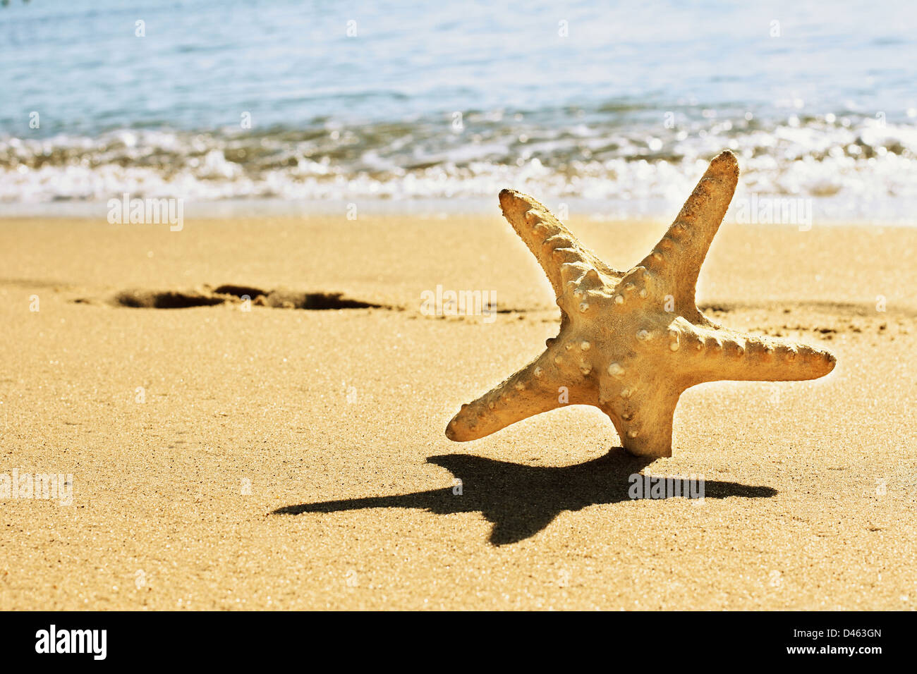 Sea star on the beach Stock Photo - Alamy