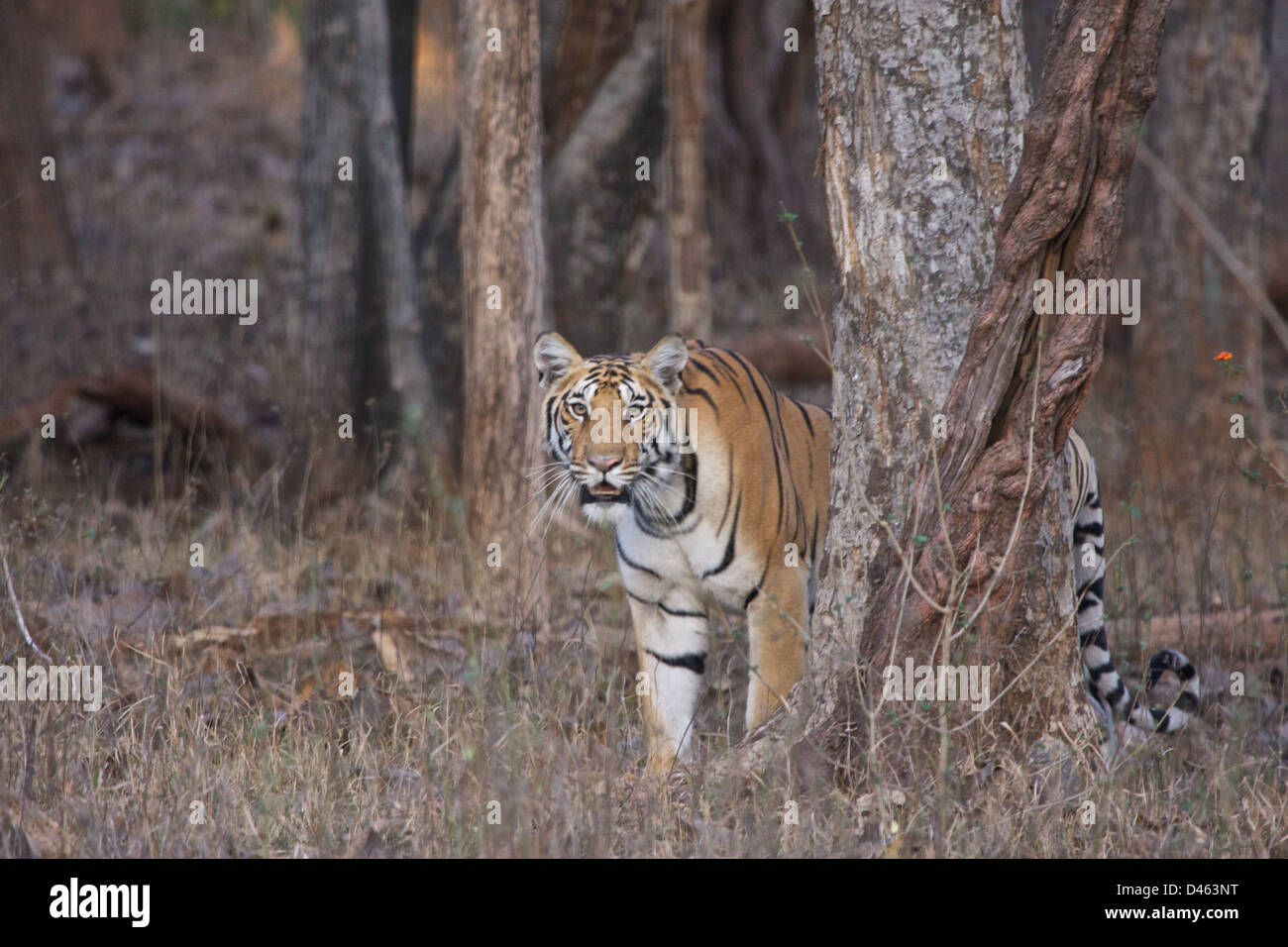 A Tigress encounter Stock Photo