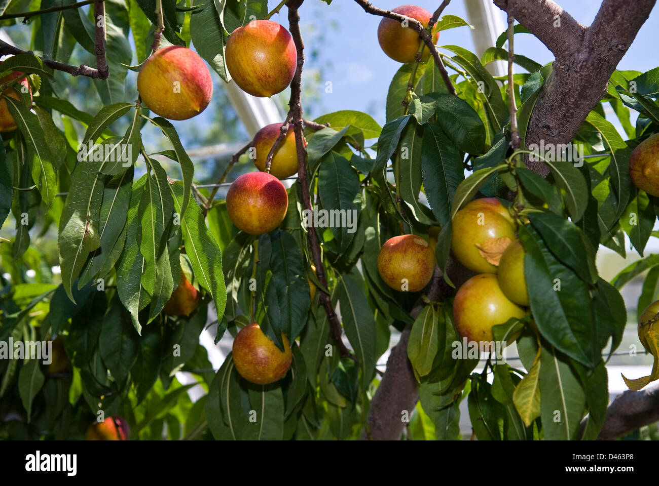 Nectarines growing in a greenhouse at West Dean Gardens near Chichester, West Sussex, UK Stock Photo