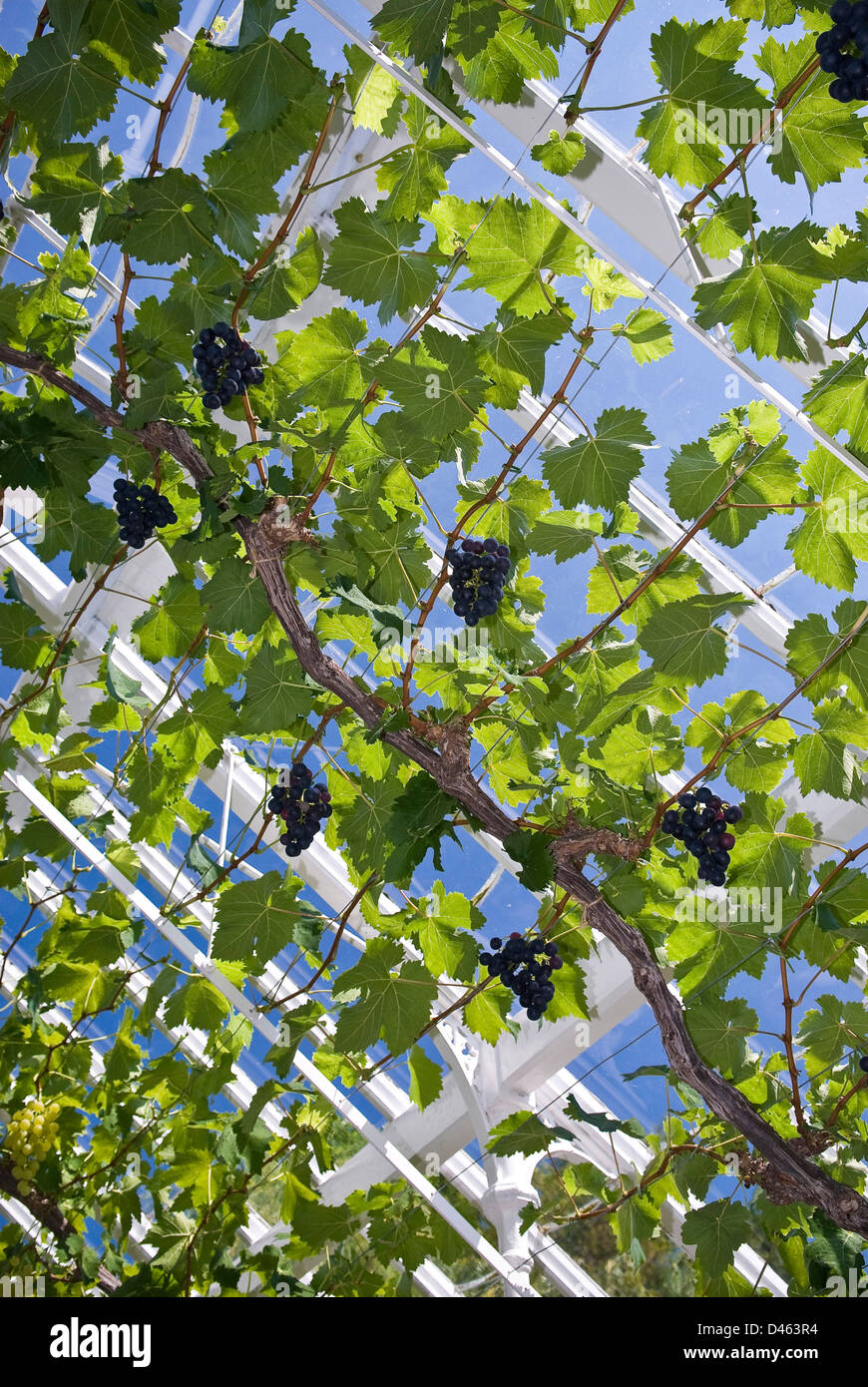 Grape vine uk hires stock photography and images Alamy