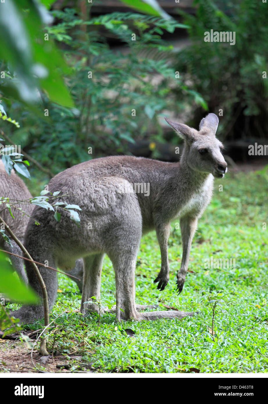 Grey kangaroo, macropus giganteus, Singapore Zoo Stock Photo Alamy