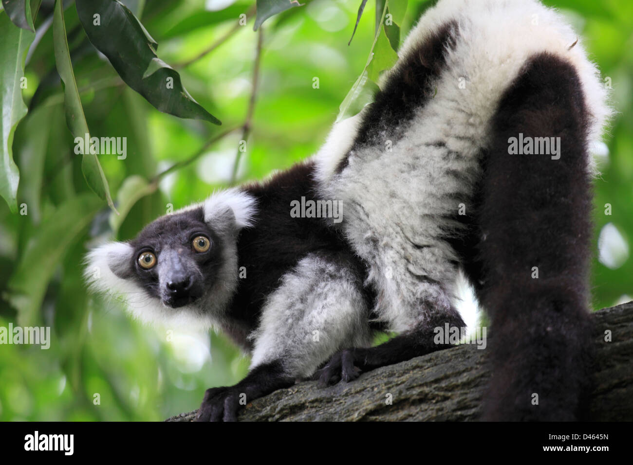Indri lemur, indri indri, Singapore Zoo Stock Photo - Alamy