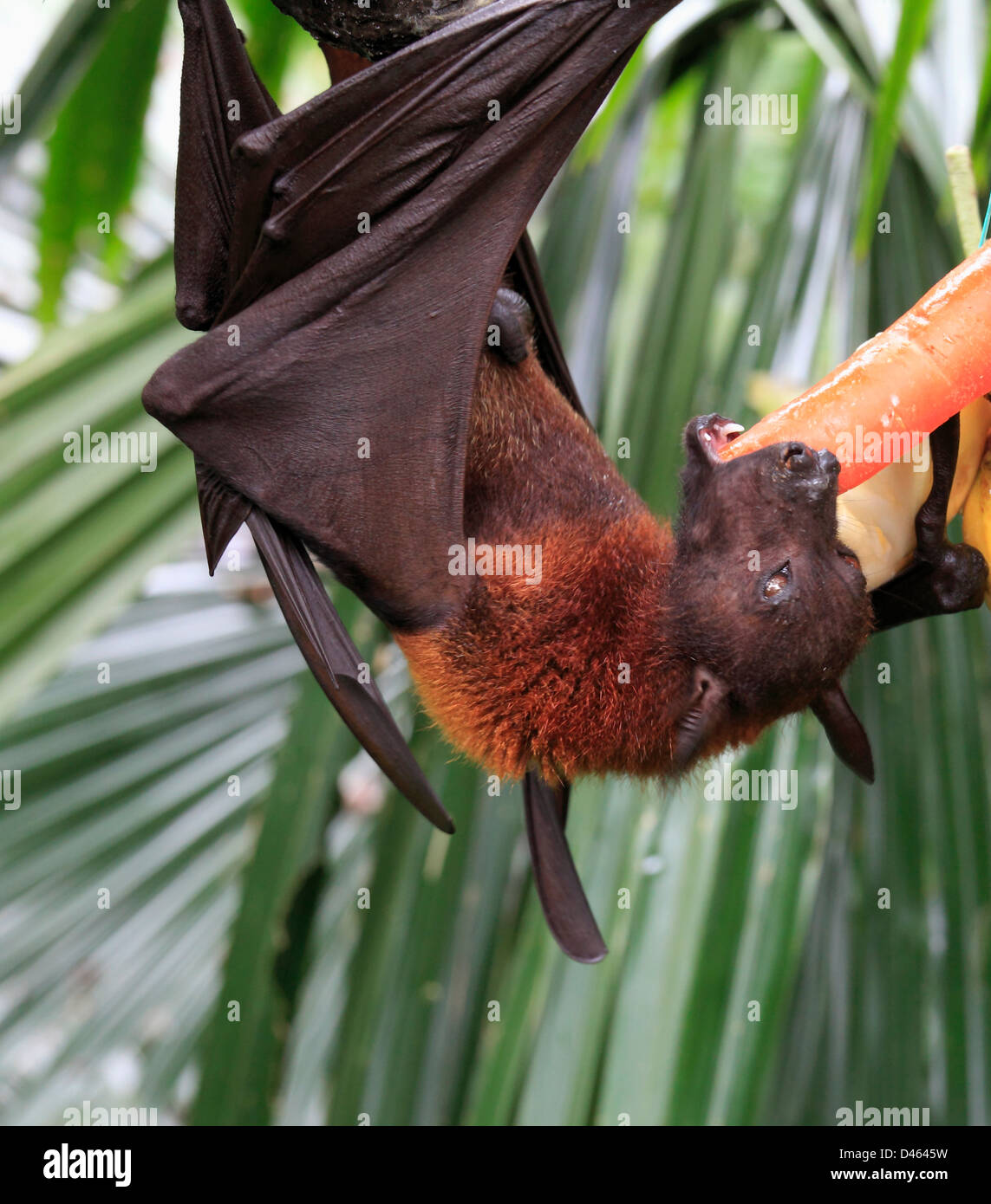 Malayan flying fox, bat, pteropus vampyrus, Singapore Zoo, Stock Photo