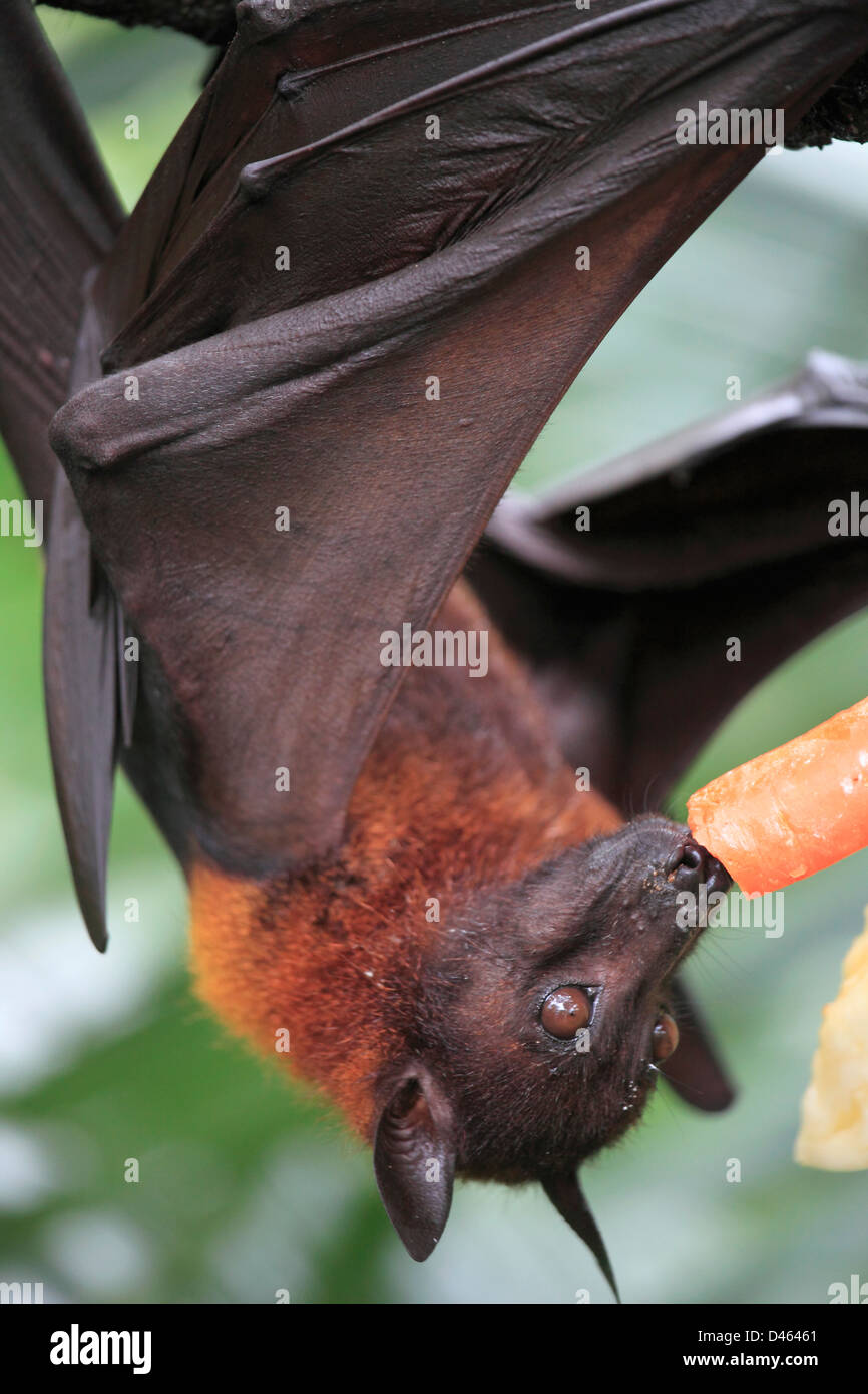 Malayan flying fox; bat; pteropus vampyrus; Singapore Zoo; Stock Photo
