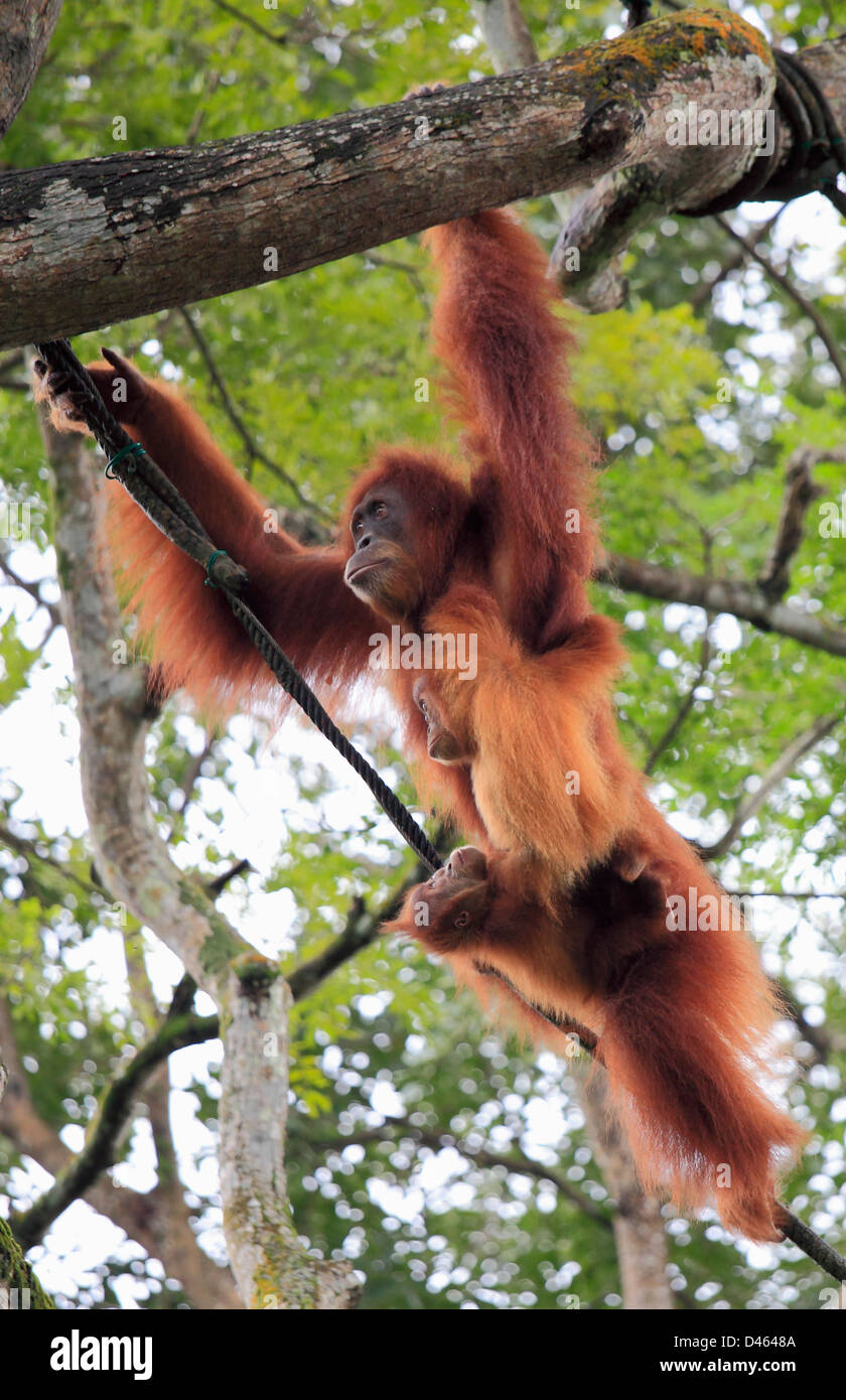 Orangutan, pongo pygmaeus, Singapore Zoo, Stock Photo