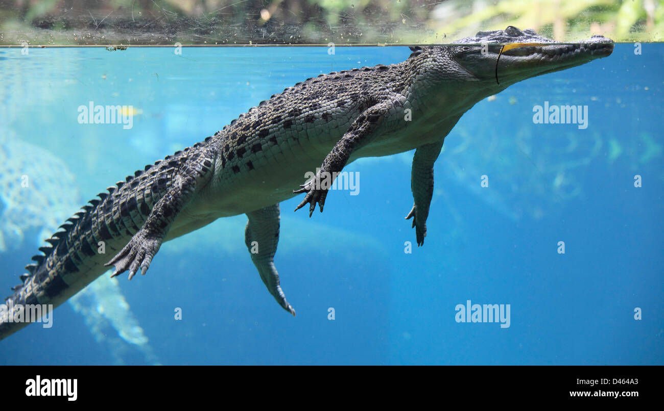 Saltwater crocodile, crocodylus porosus, Singapore Zoo, Stock Photo