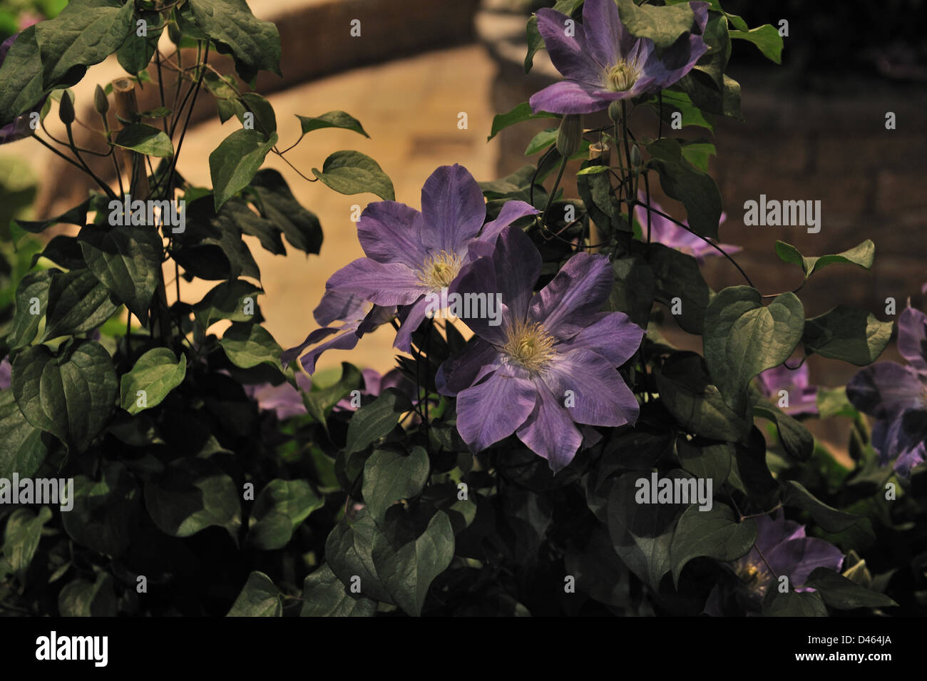 Clematis at the Philadelphia Flower Show, the largest indoor flower