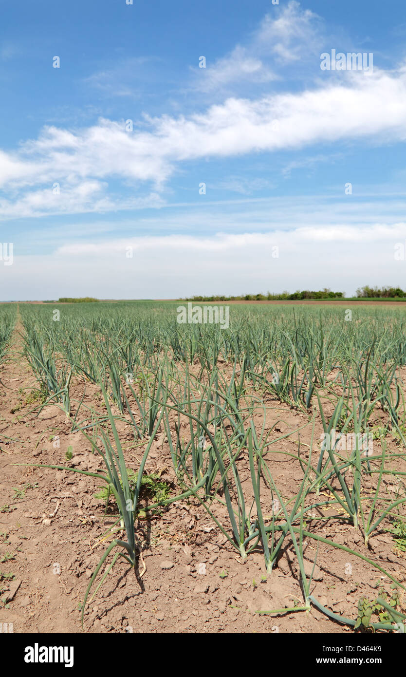 Onion agriculture field hires stock photography and images Alamy