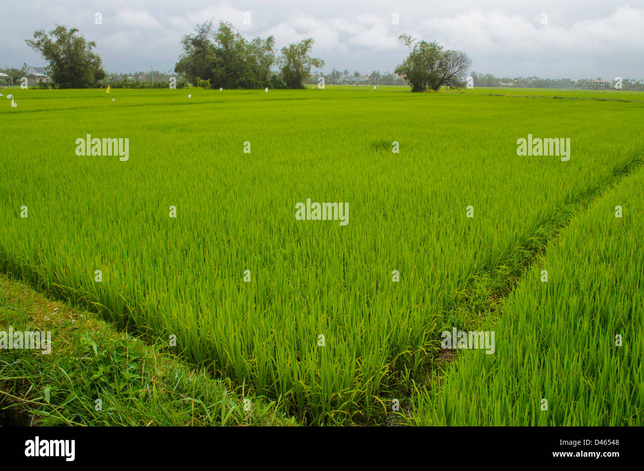Heart Rice Paddy Rice paddy in Vietnam Stock Photo - Alamy