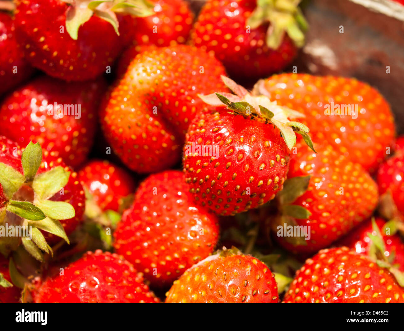 Picking rassberies on berry farm in Colorado Stock Photo Alamy