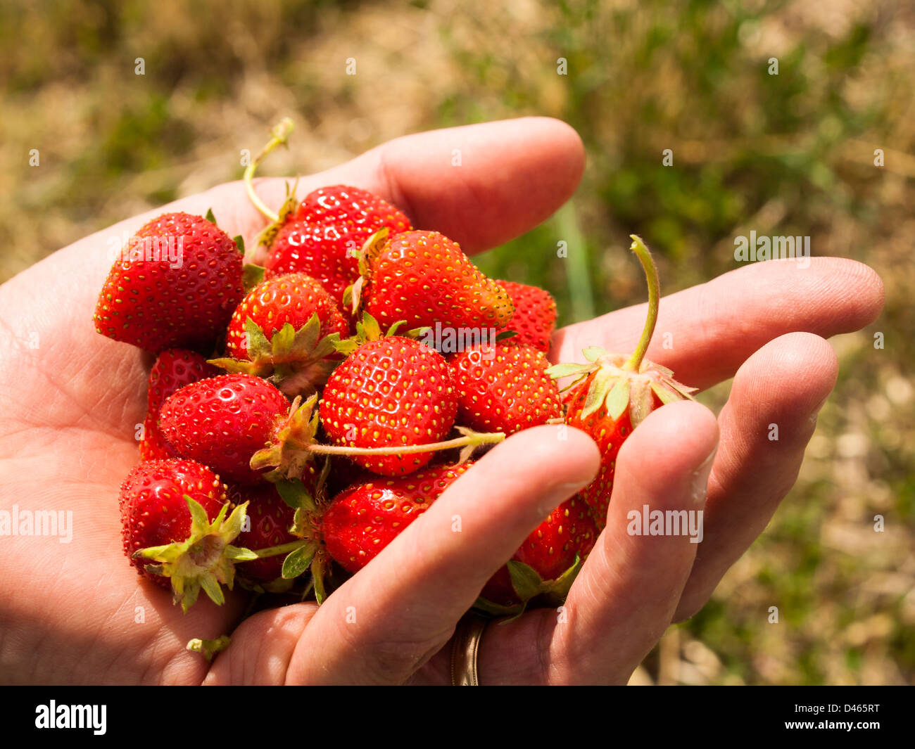 Picking rassberies on berry farm in Colorado Stock Photo Alamy