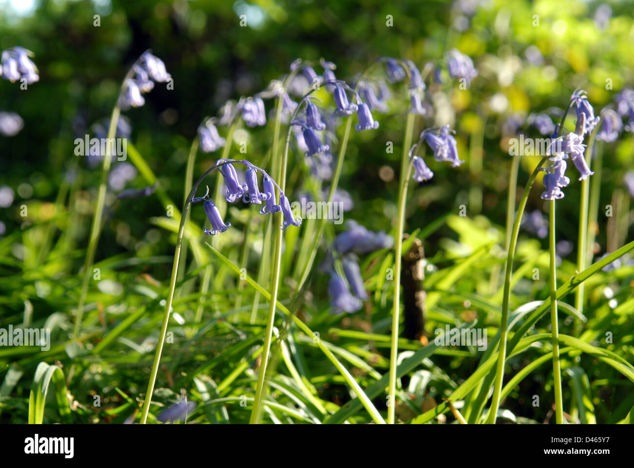 English Bluebells in woodland Stock Photo