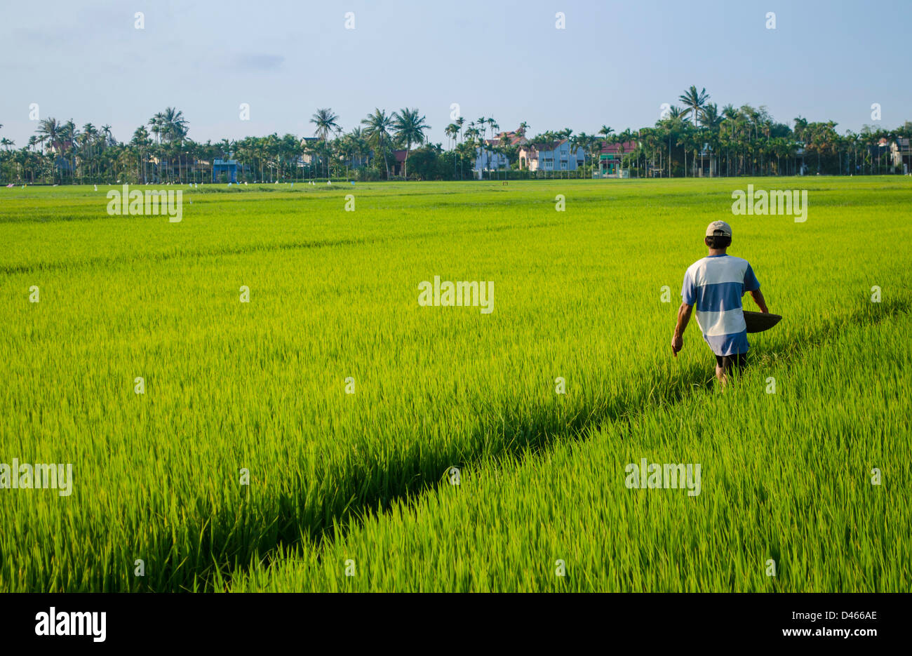 Rice paddy in Vietnam Stock Photo