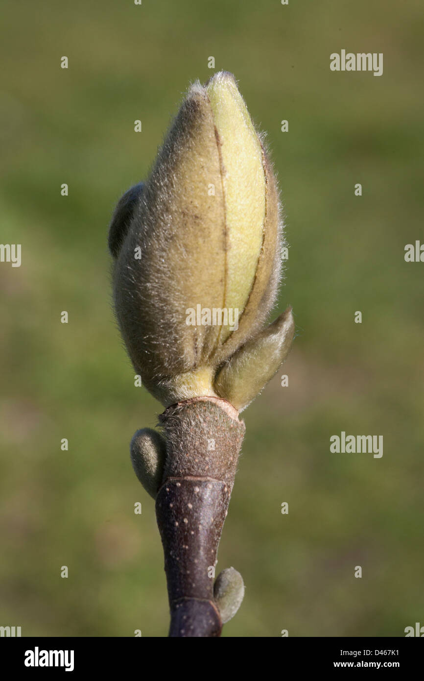 A Magnolia bud in Spring Stock Photo - Alamy