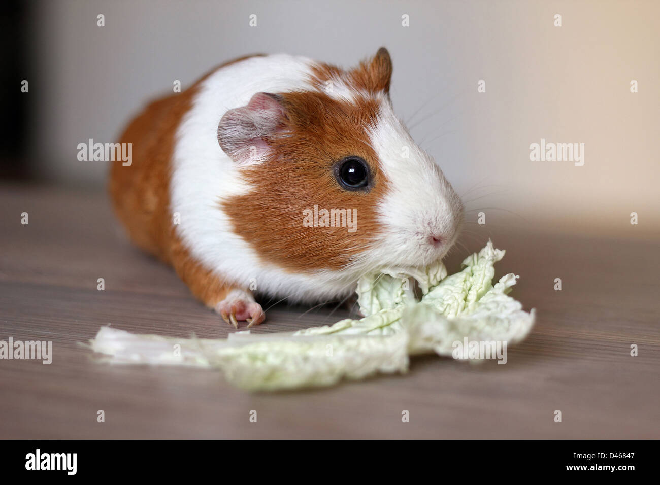 cabbage guinea pig