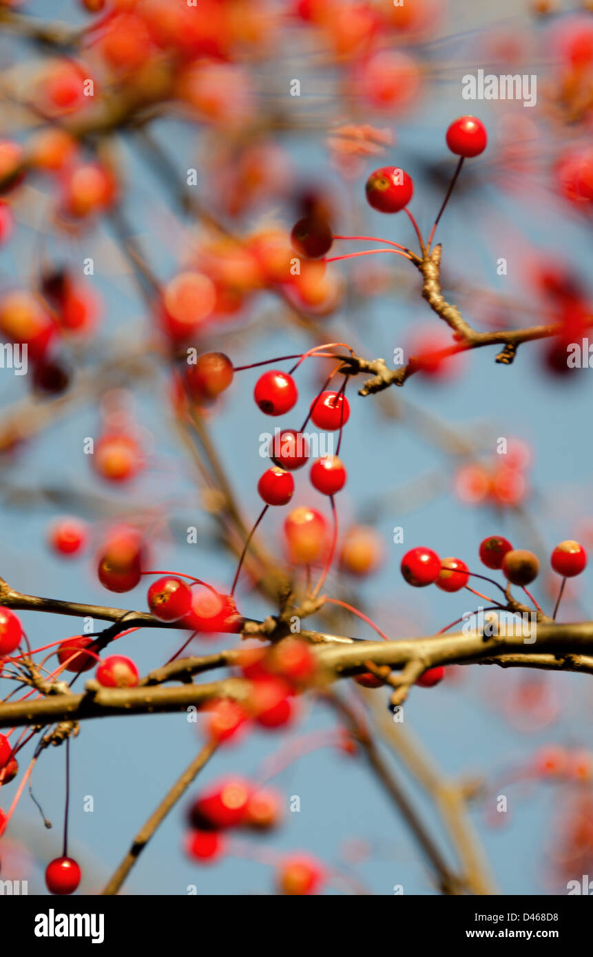 Tiny red berries in a crabapple tree Stock Photo