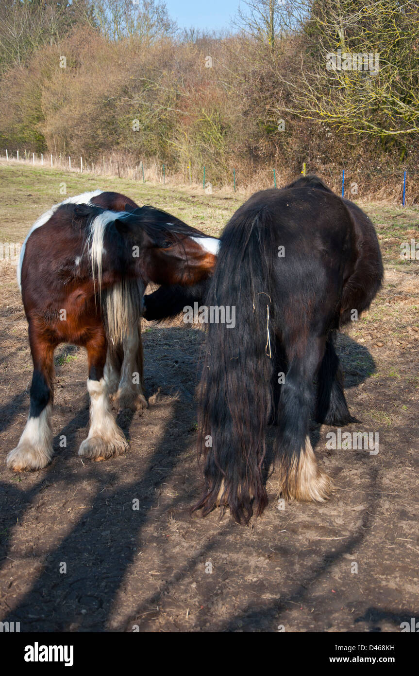 pony horse in field shaggy long haired Stock Photo