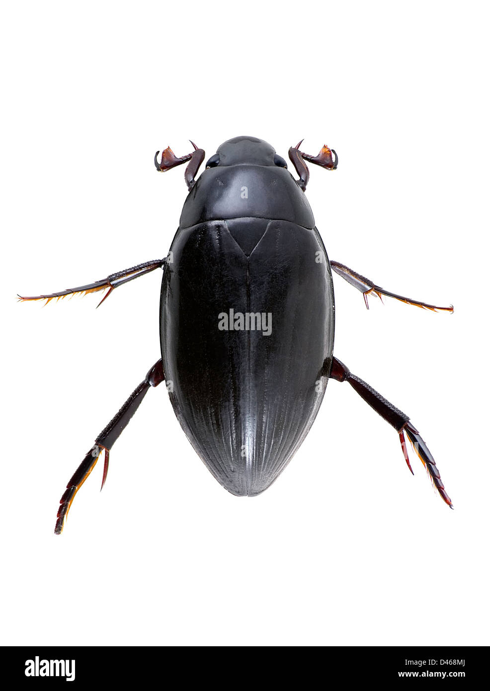 Beetle 'Water-tiger' is photographed on the white background Stock Photo