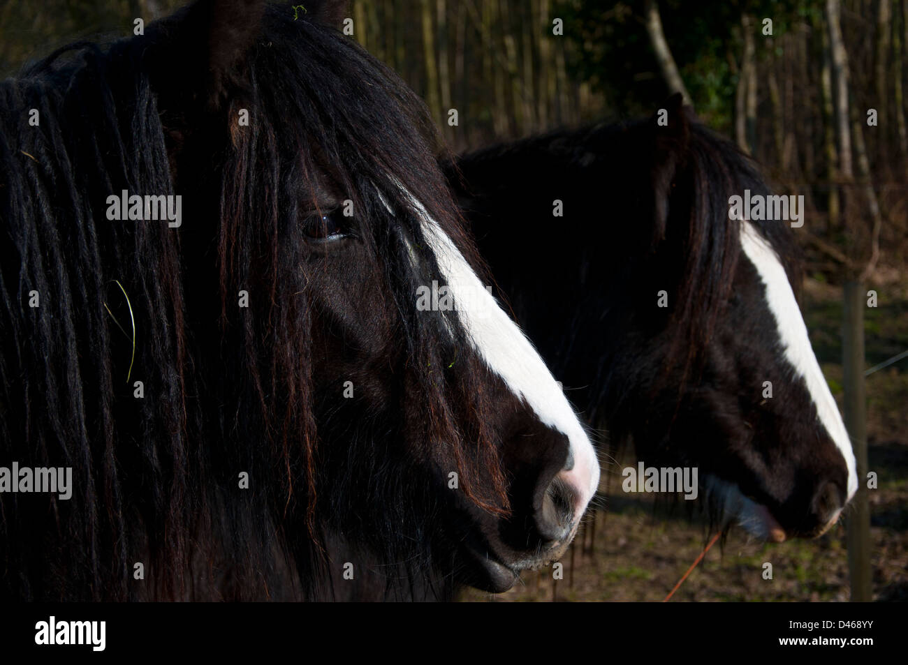 pony horse in field shaggy long haired Stock Photo