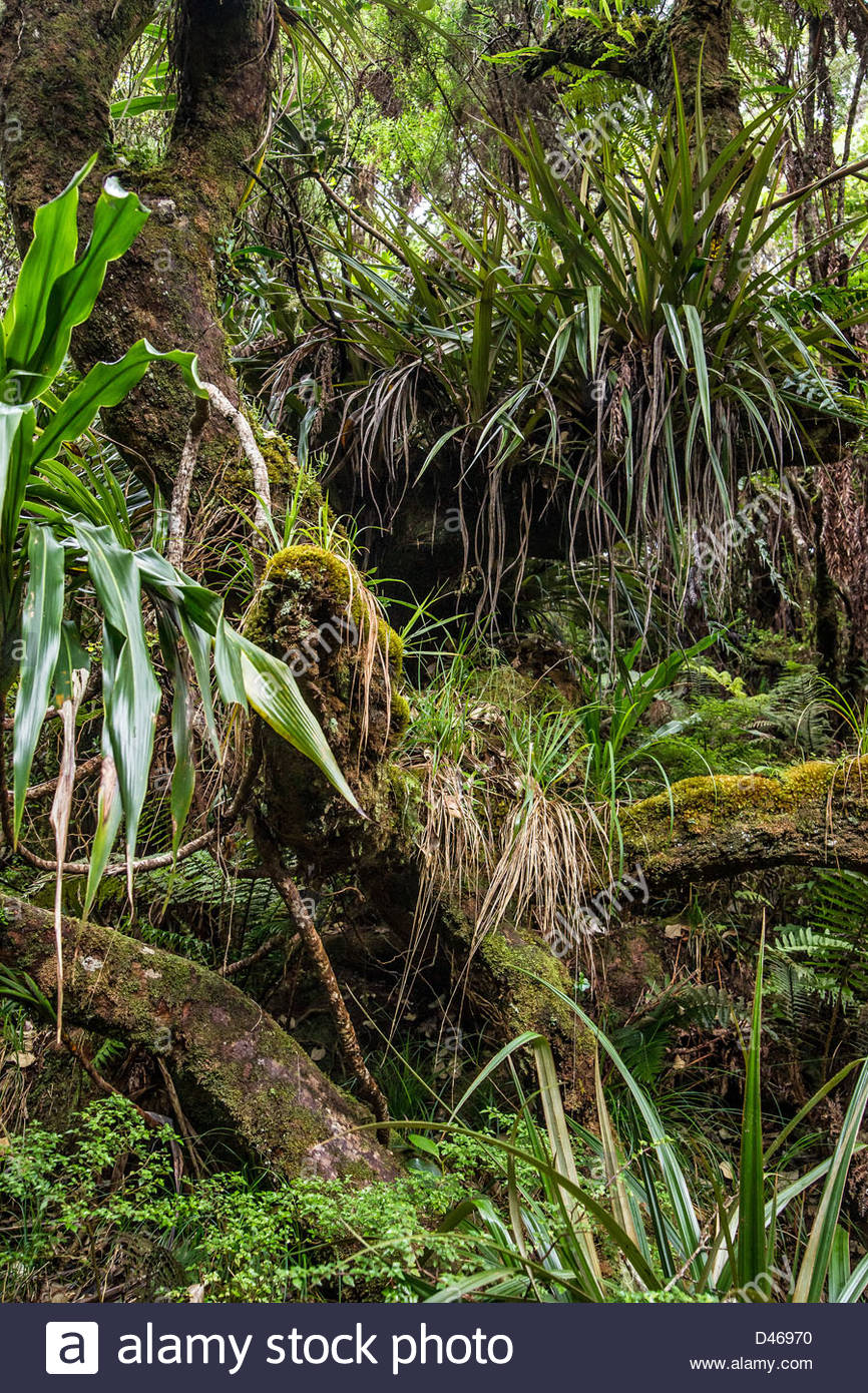 Epiphytes High Resolution Stock Photography and Images - Alamy