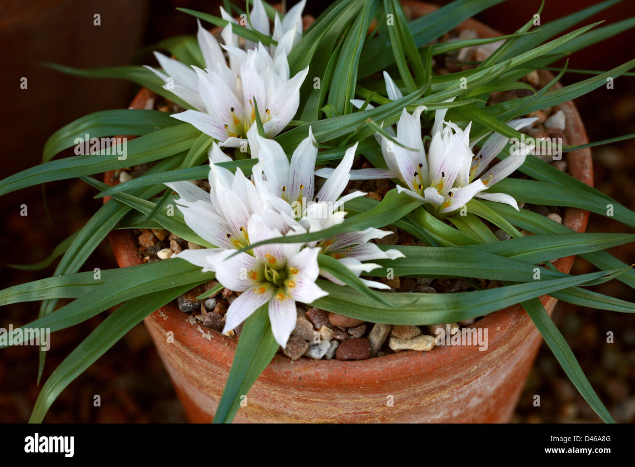 Androcymbium gramineum, Colchicaceae, Spain, Morocco, Mauritania, North Africa Stock Photo