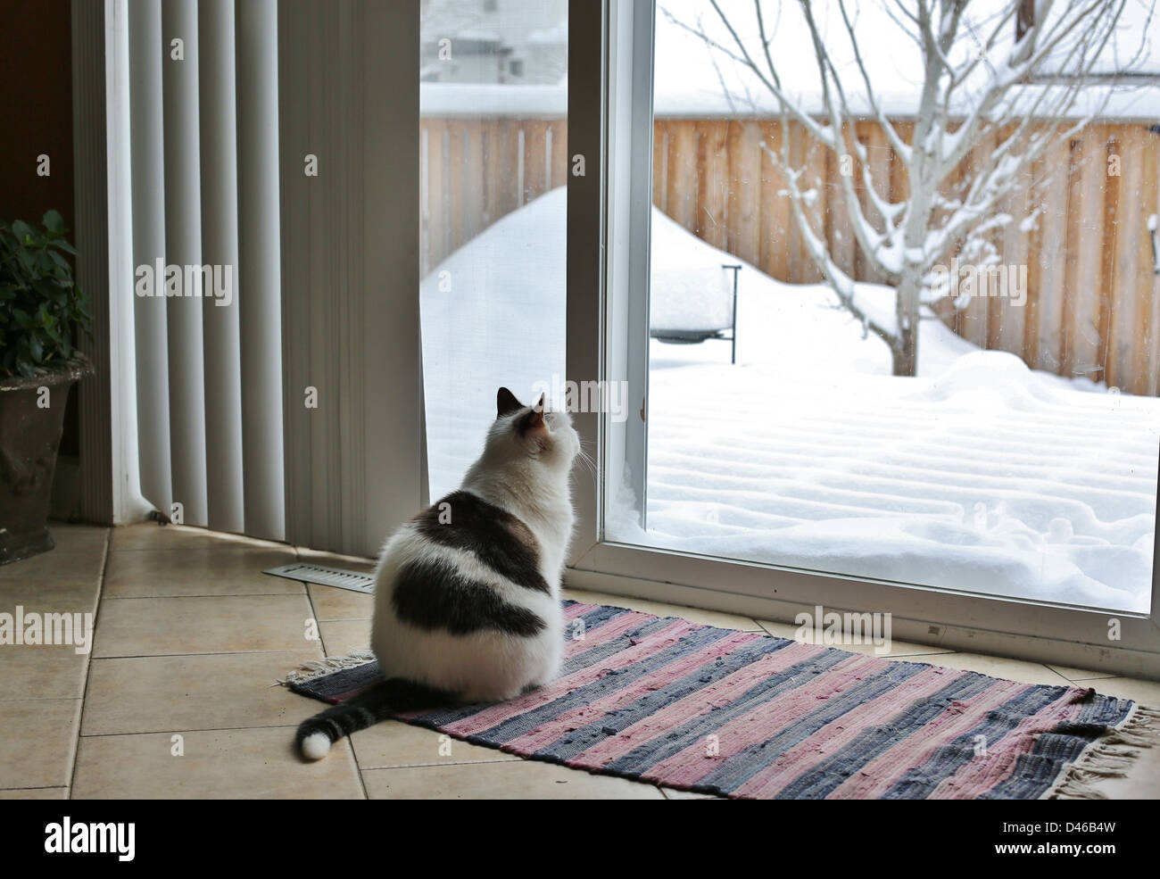 A cat looks longingly out a window at a snow covered yard. Stock Photo