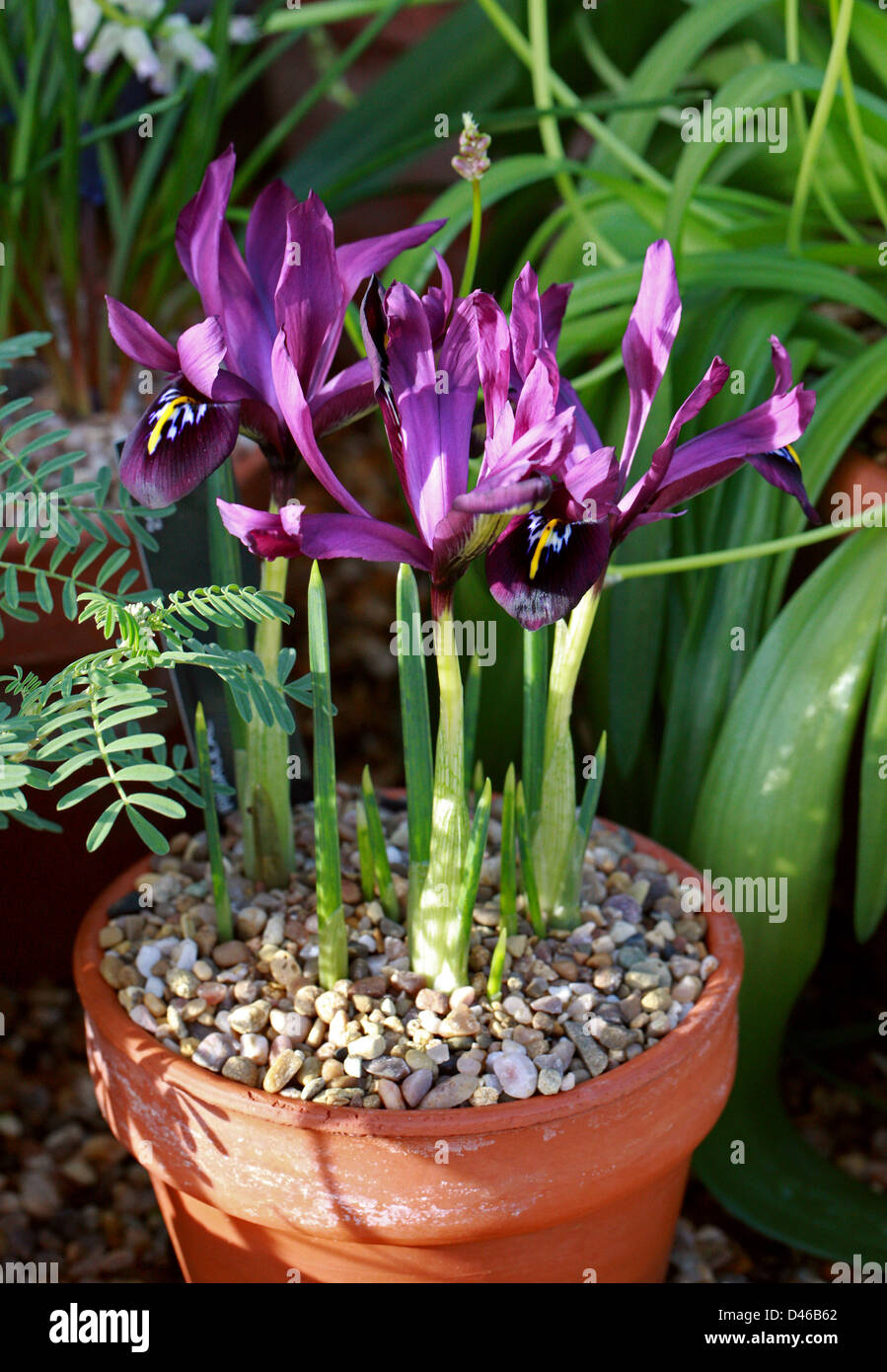 Iris histrioides 'George', Iridaceae Stock Photo