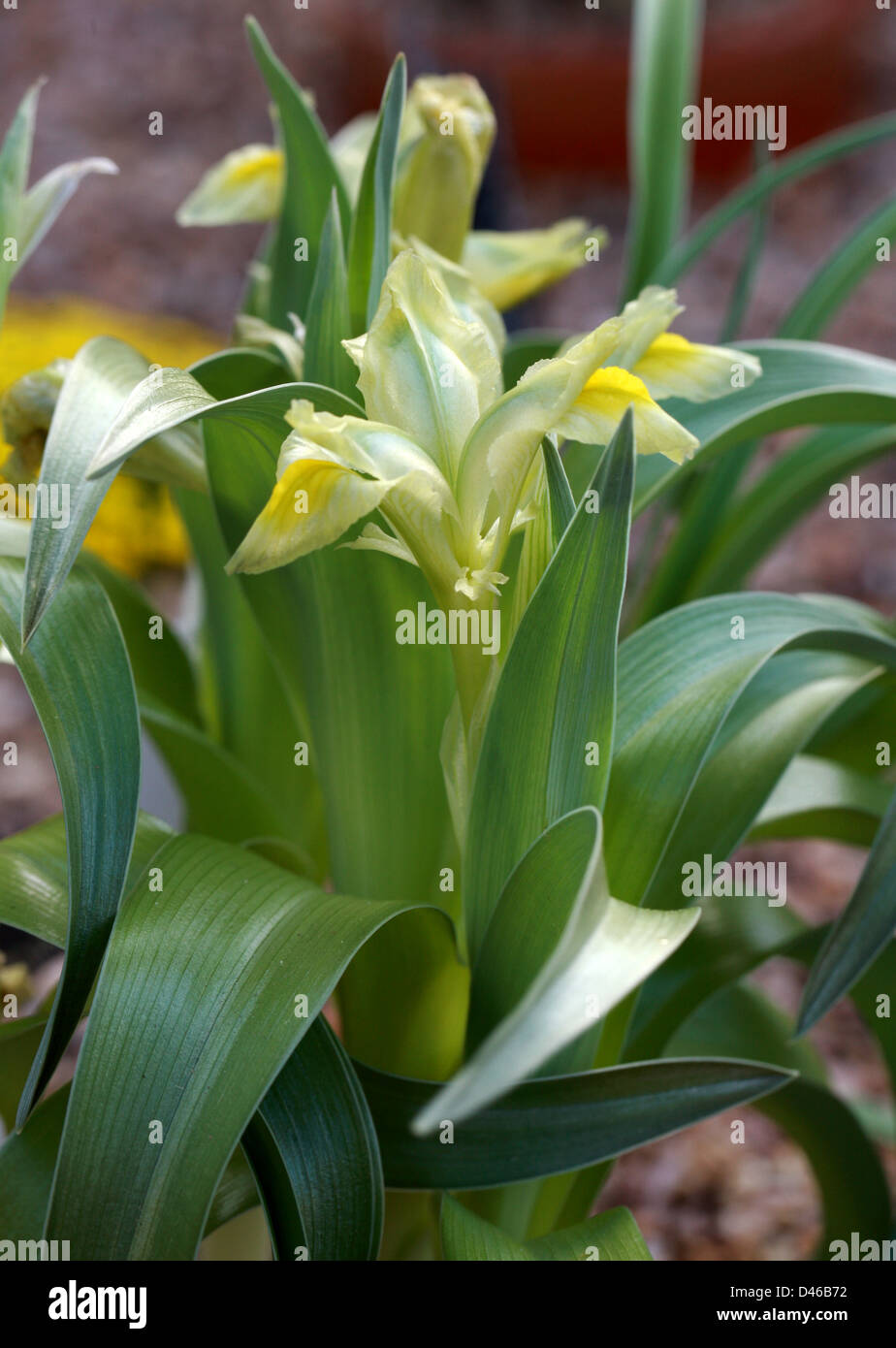Juno Iris, Iris regis-uzziae, Scorpiris, Iridaceae, Israel, Jordan. Stock Photo