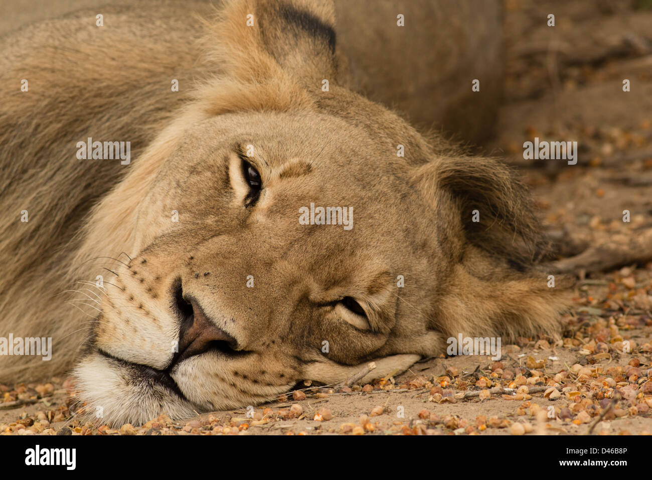 A very lazy and sleepy lion staring into camera with slitted eyes and a wry 'smile'. Kgalagadi Game reserve,  midday heat. Stock Photo