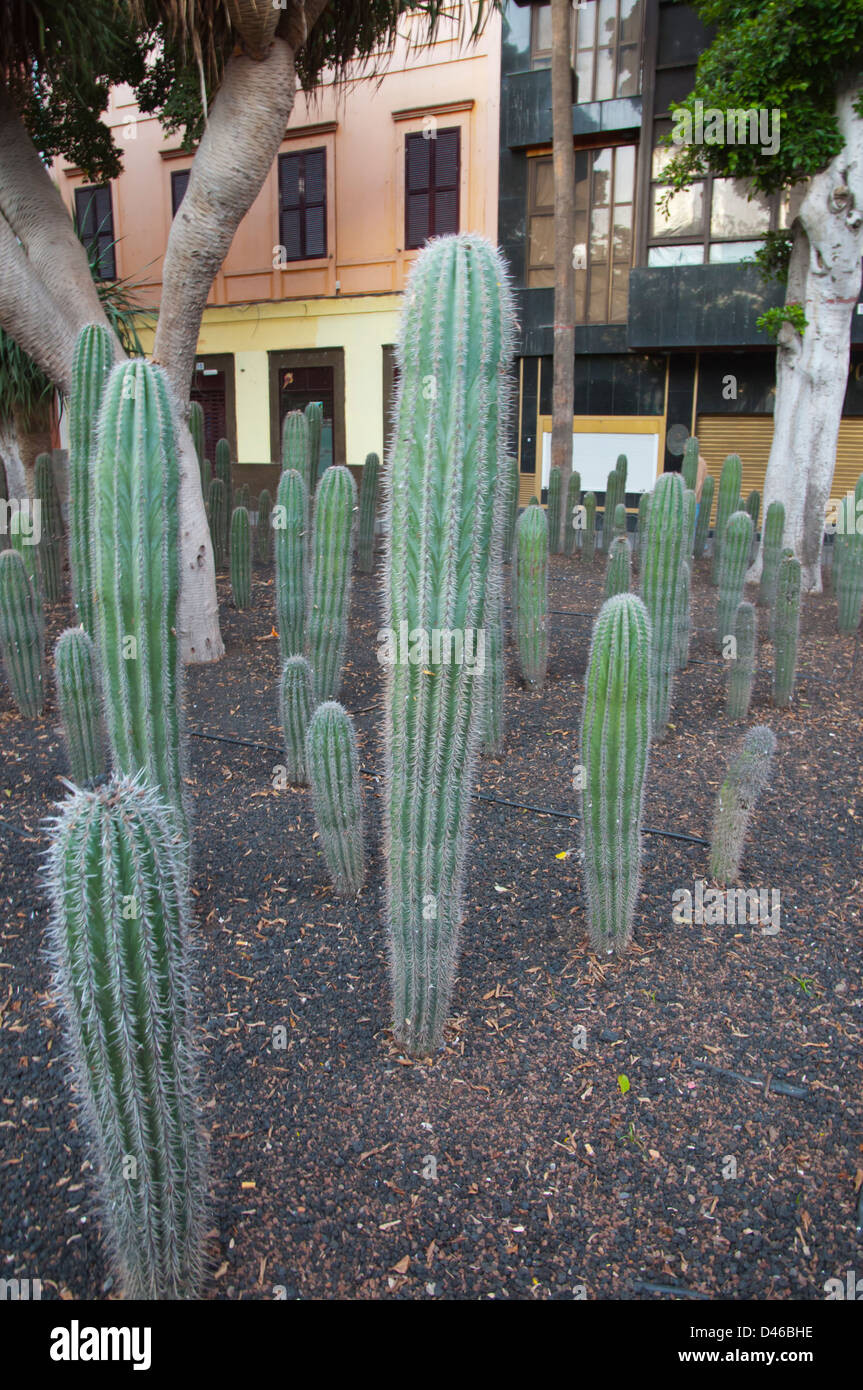 cactus socks Cactus Socks 4 Pack #2
