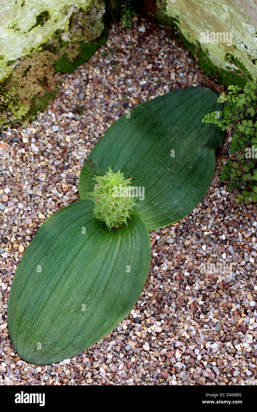 Massonia bifolia (syn. Whiteheadia bifolia), Hyacinthaceae (Liliaceae), Namibia, South Africa Stock Photo