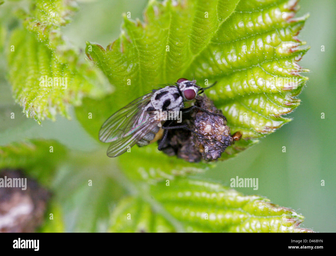 Rain Fly or Root-maggot Fly, Anthomyia procellaris, Anthomyiidae, Diptera. Female. Stock Photo